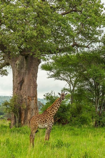 Africa-Tanzania-Tarangire National Park Maasai giraffe and large tree